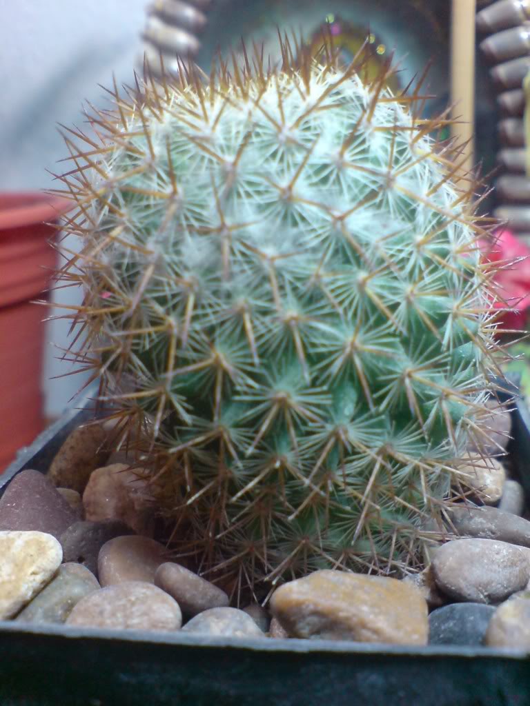 DSC00794.jpg