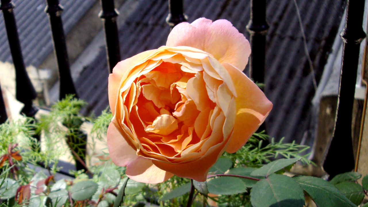 dsc00798.jpg