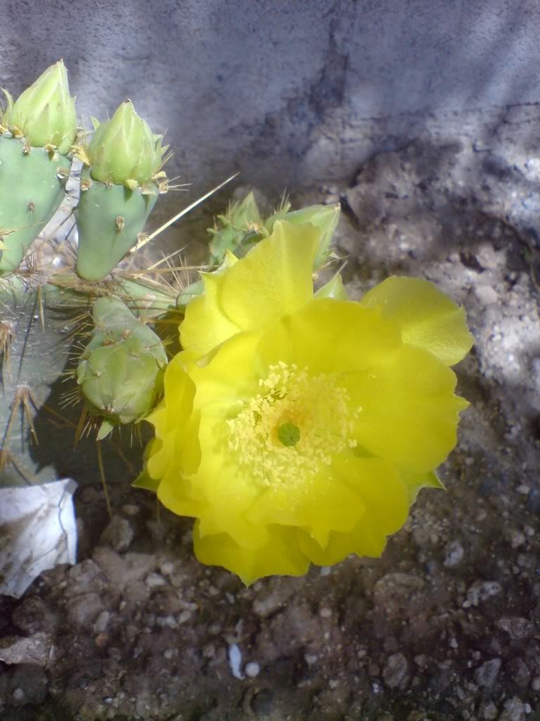 DSC00804.jpg