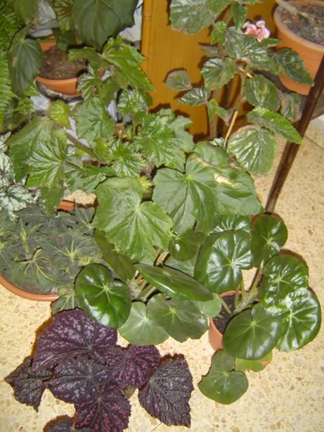 DSC00805.jpg