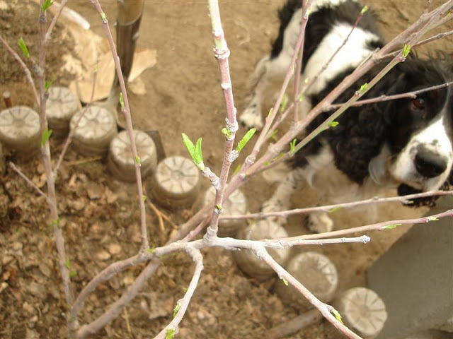 DSC00810.JPG