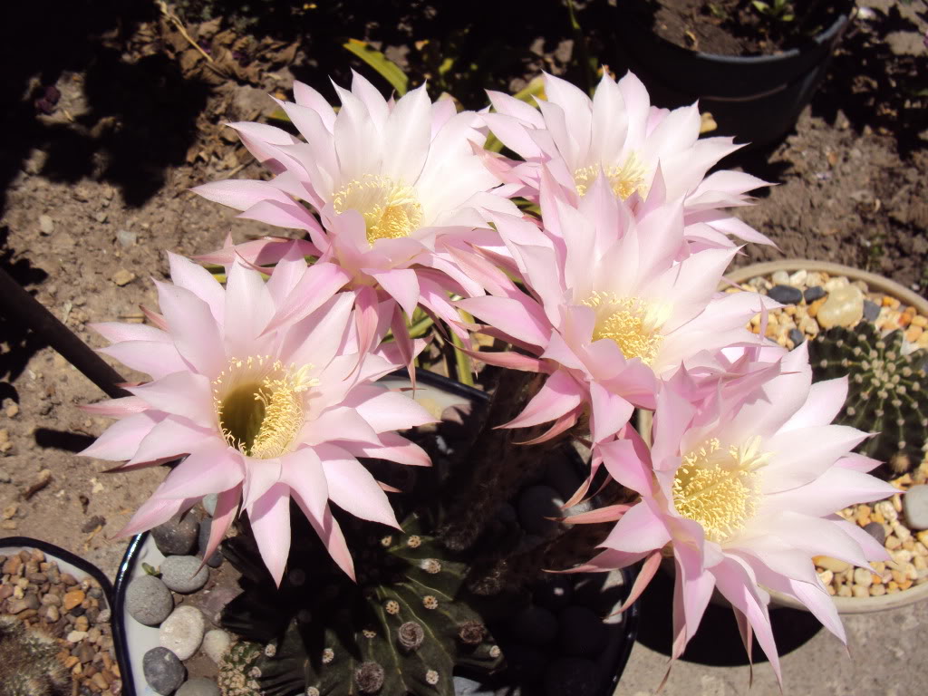 DSC00823.jpg
