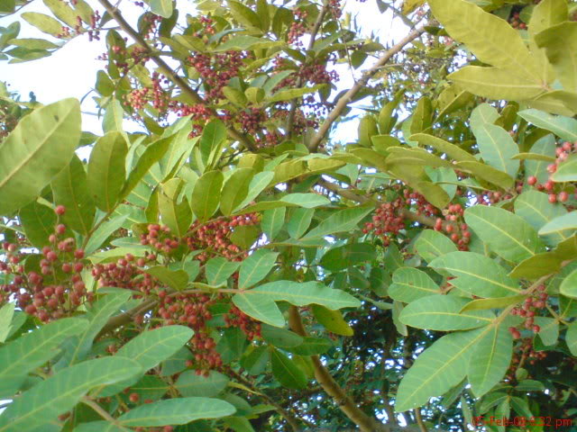 DSC00827.jpg