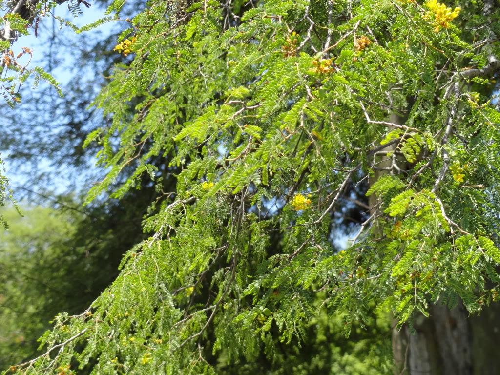 DSC008281.jpg