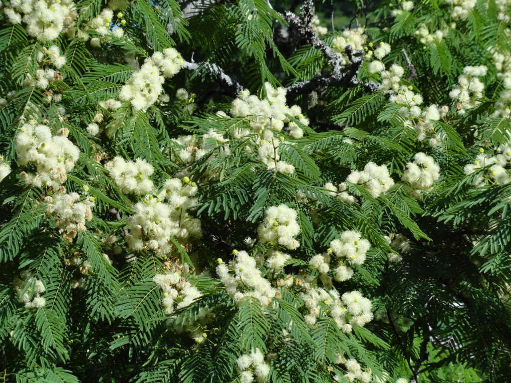 DSC008341.jpg