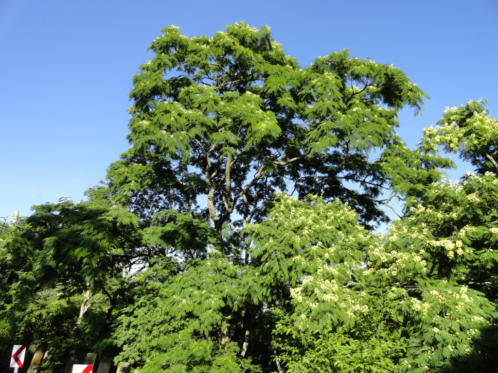 DSC008351.jpg