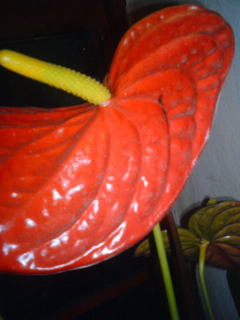 DSC00849.jpg