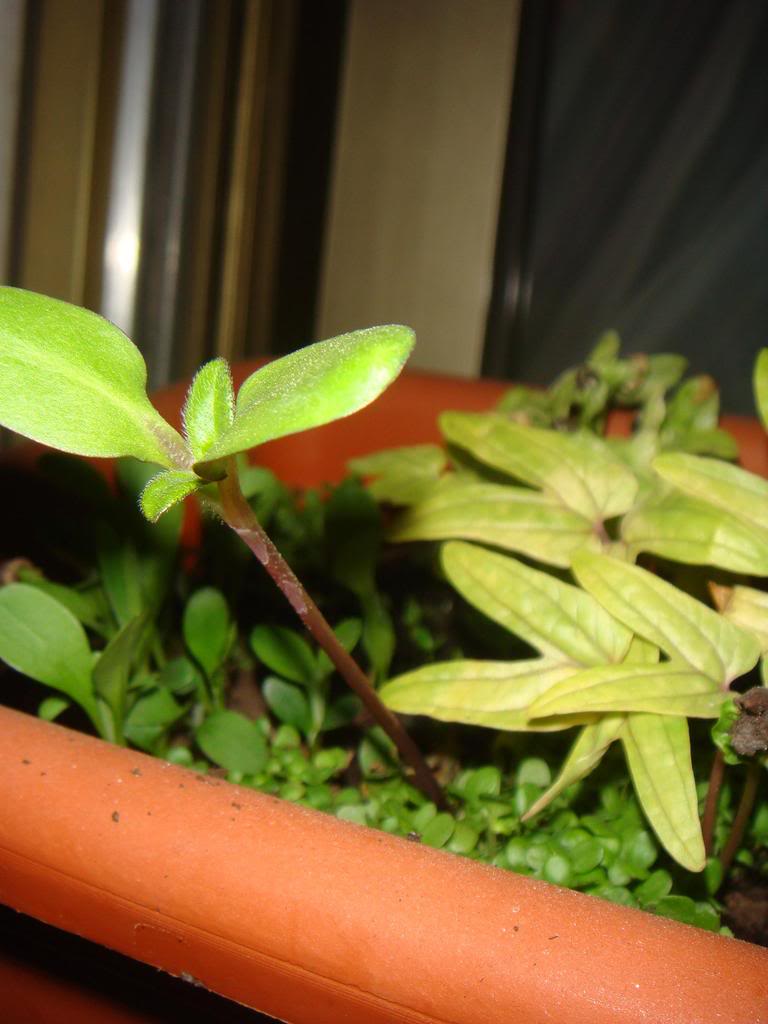 DSC00850.jpg