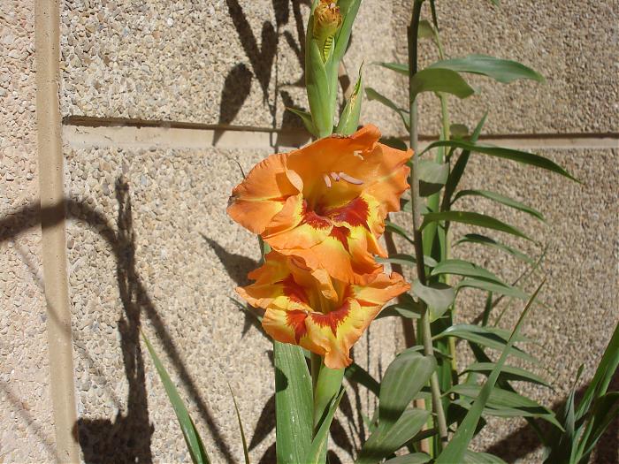 DSC00850.jpg