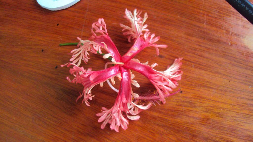 DSC00855.jpg