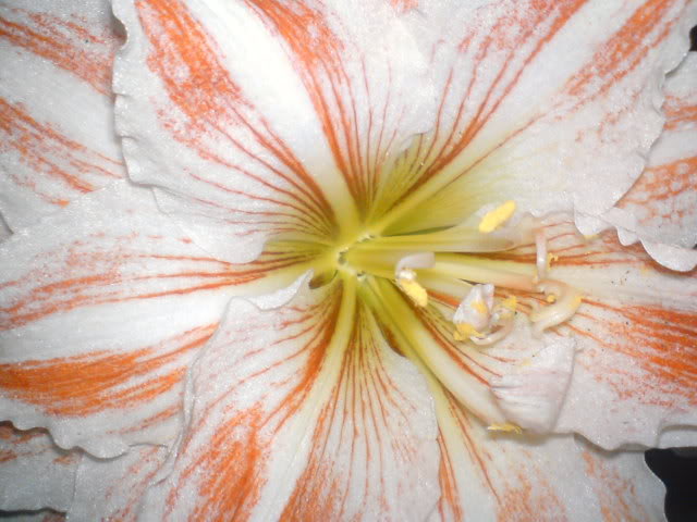 DSC00856.jpg