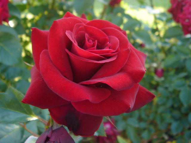 DSC00858.JPG