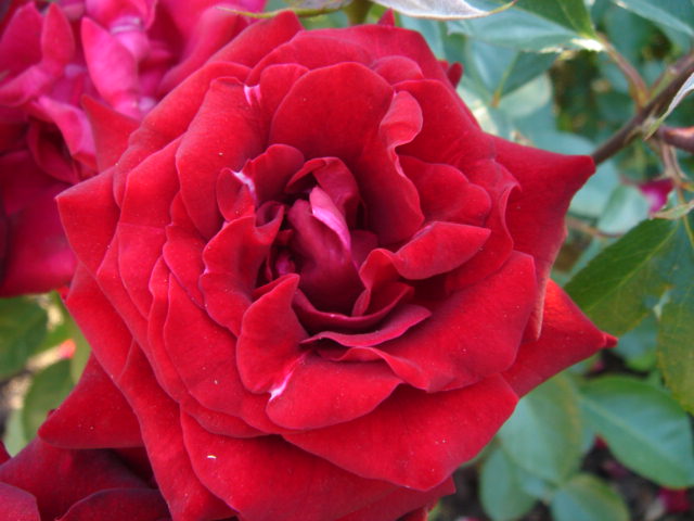 DSC00859.JPG