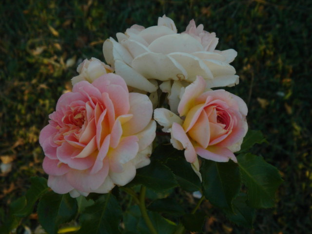 DSC00870.JPG