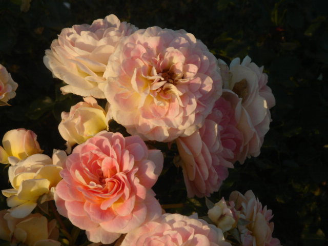 DSC00875.JPG