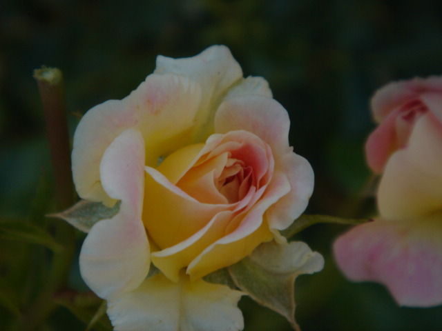 DSC00878.JPG