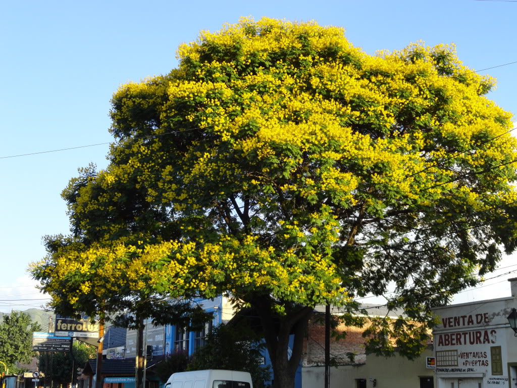 DSC008811.jpg
