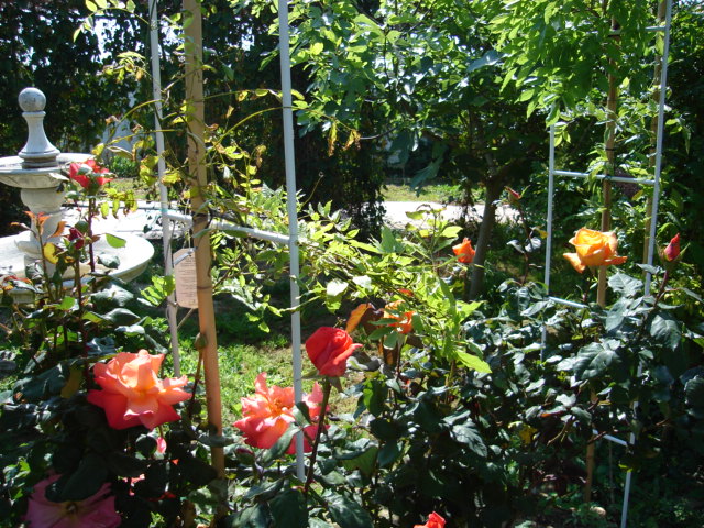 DSC00885.JPG