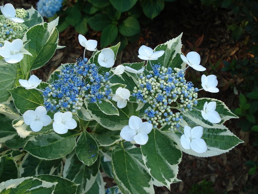 DSC00890.jpg