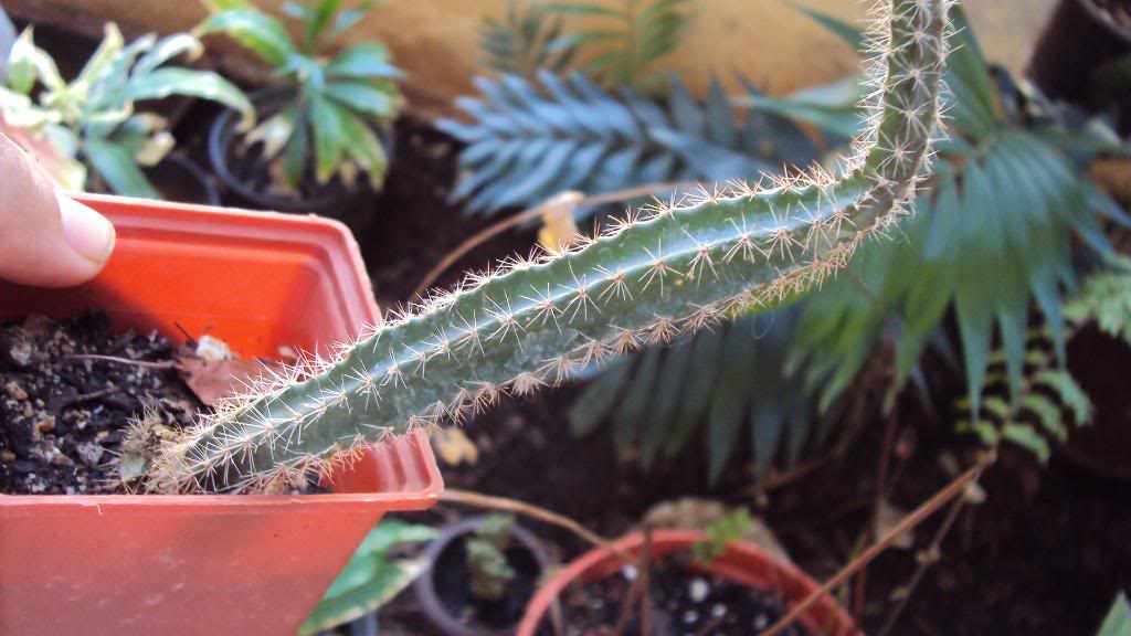 DSC00900.jpg