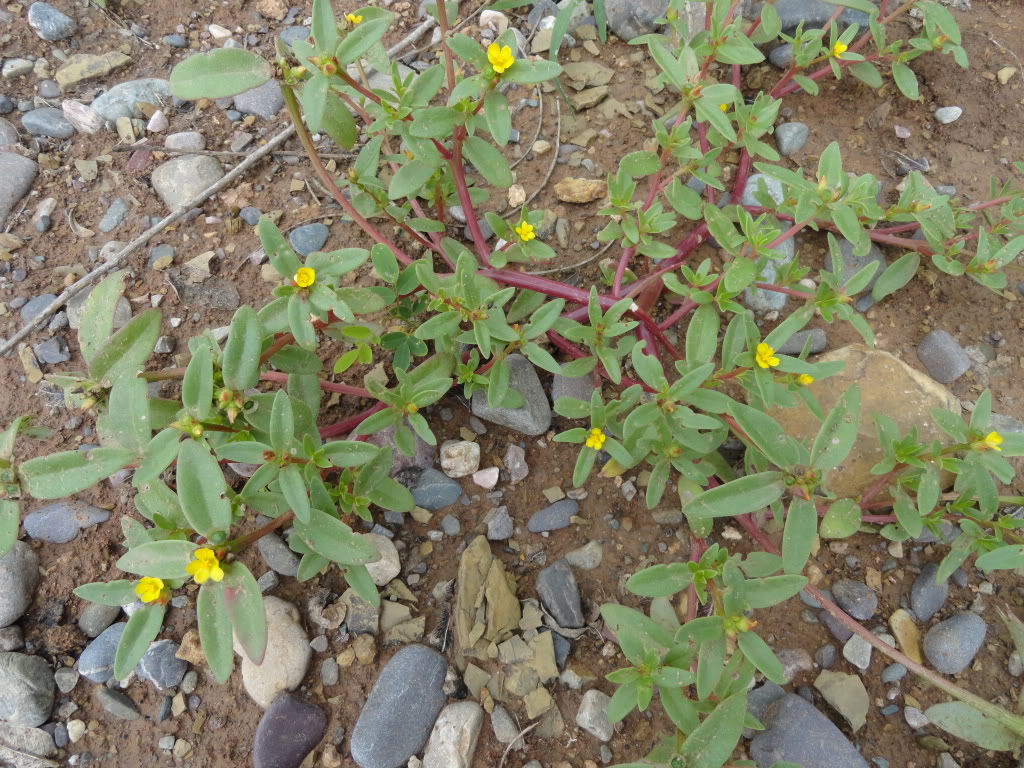 DSC009001.jpg