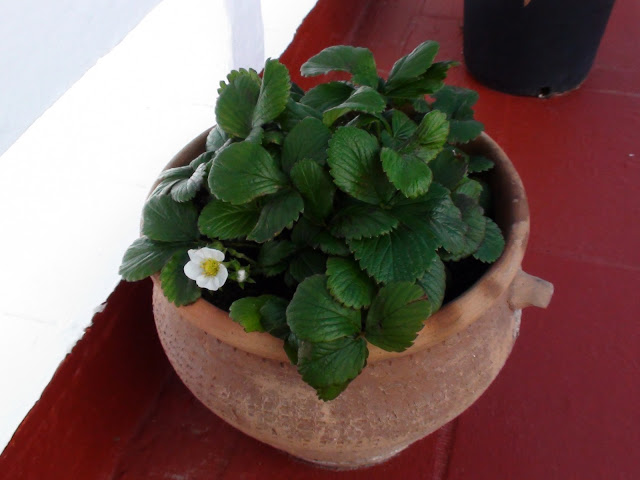 DSC00902.JPG