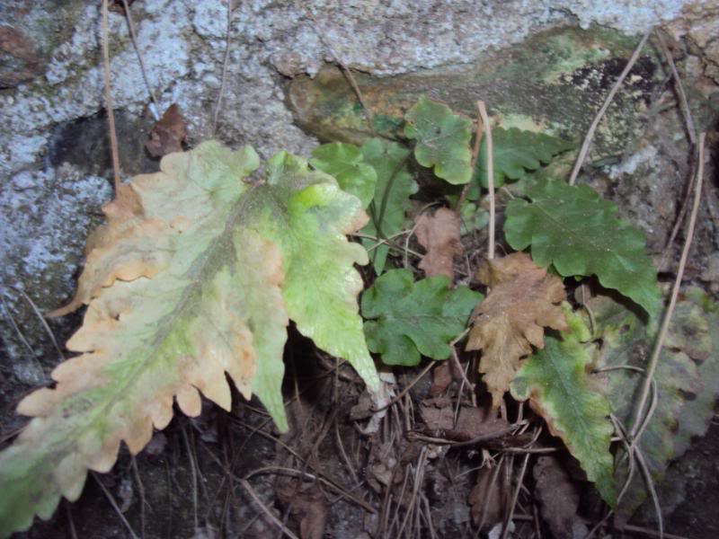 DSC00905.jpg