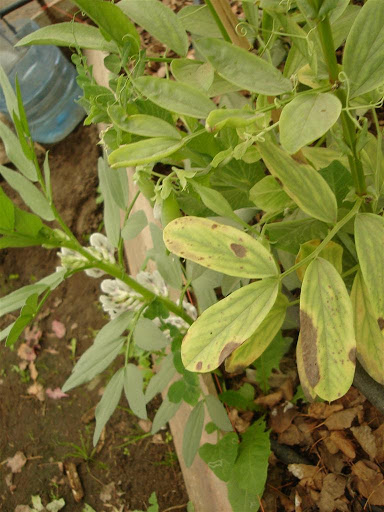 DSC00908.JPG
