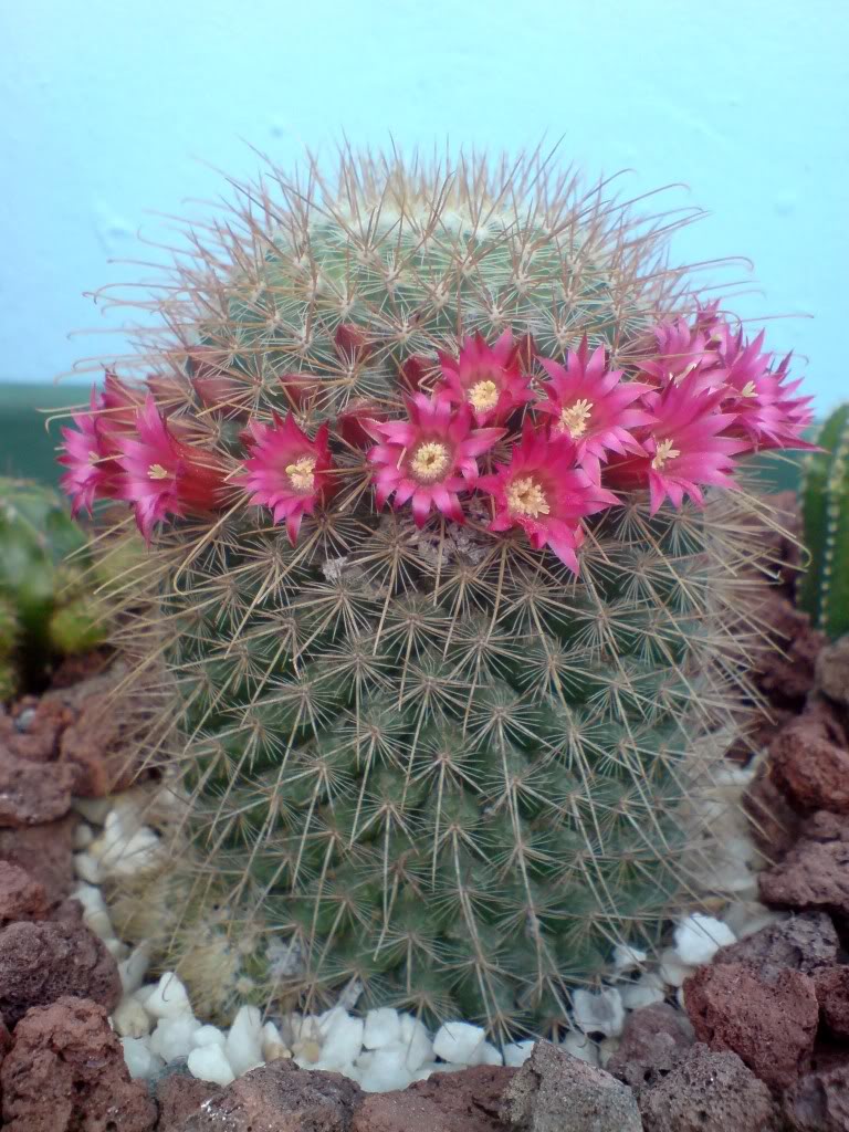 DSC00909.jpg