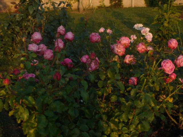 DSC00910.JPG