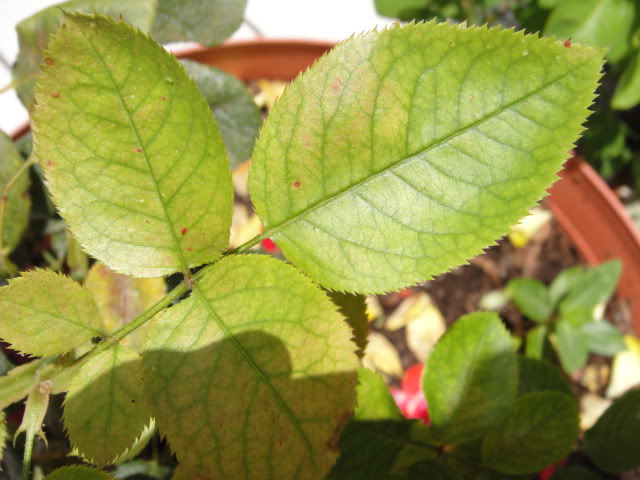 DSC00910.jpg