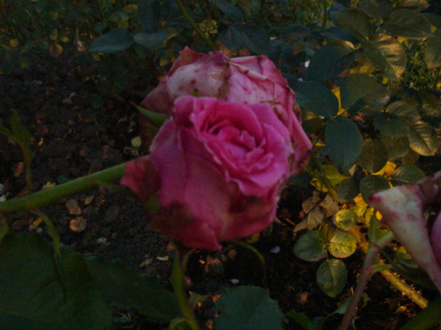 DSC00911.JPG