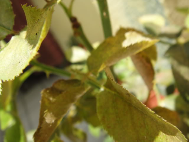DSC00911.jpg