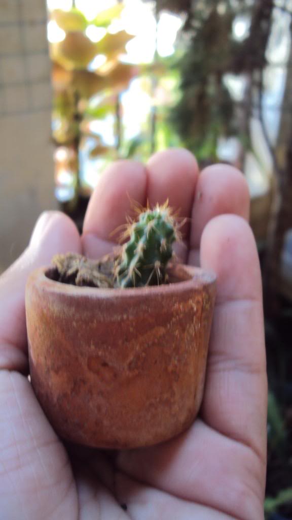 DSC00911.jpg