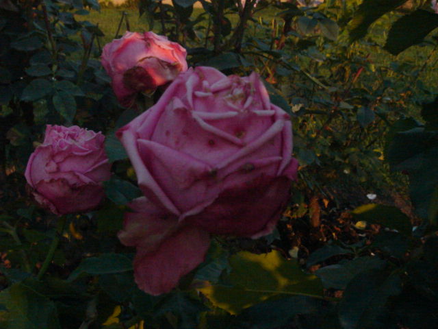 DSC00912.JPG