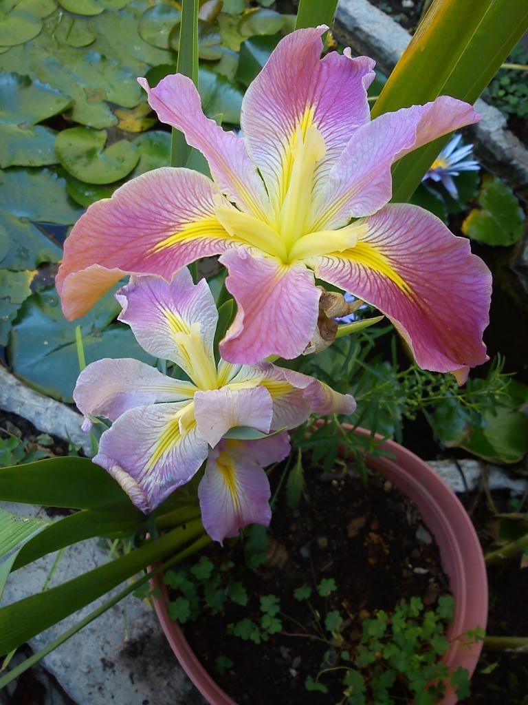 DSC00912_zps5ee4507c.jpg
