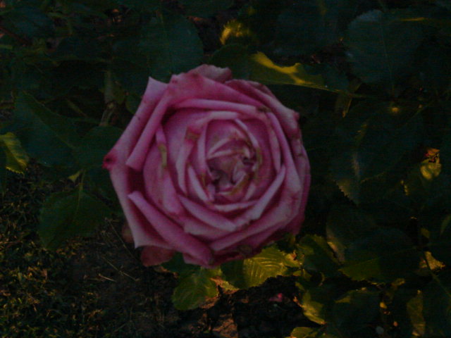 DSC00913.JPG