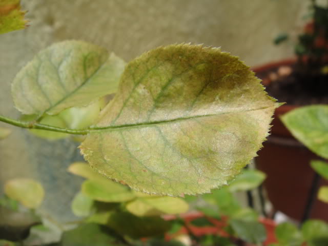 DSC00913.jpg