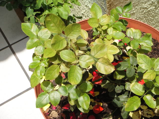 DSC00914.jpg