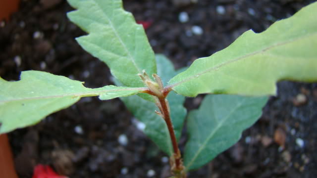 DSC00915.jpg