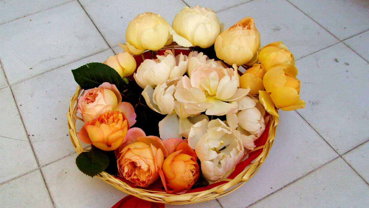 dsc00915.jpg