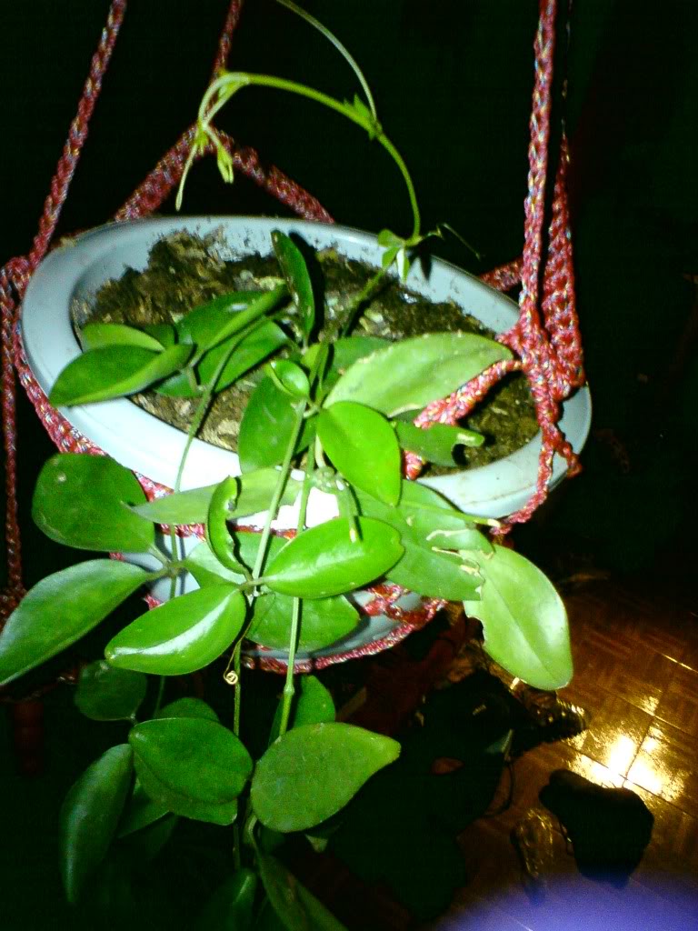 DSC00917.jpg