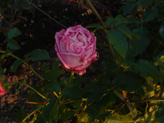 DSC00922.JPG