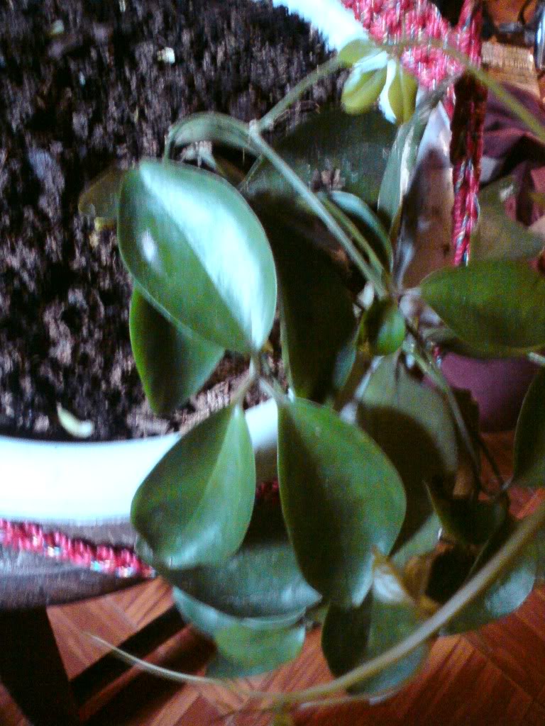 DSC00927.jpg