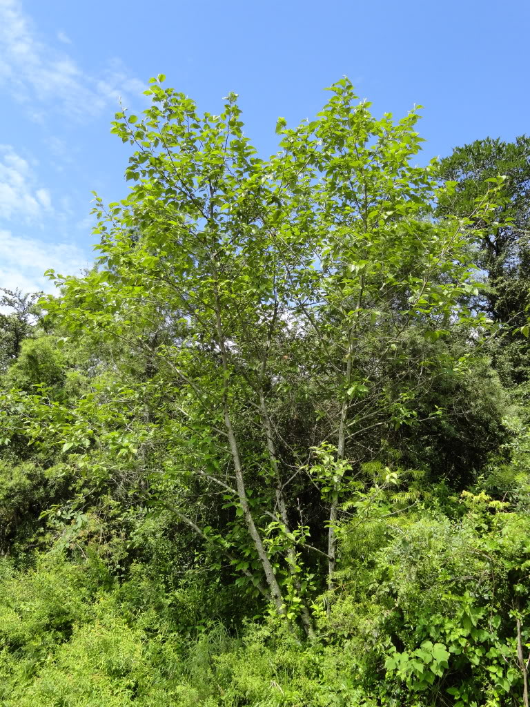 DSC009311.jpg