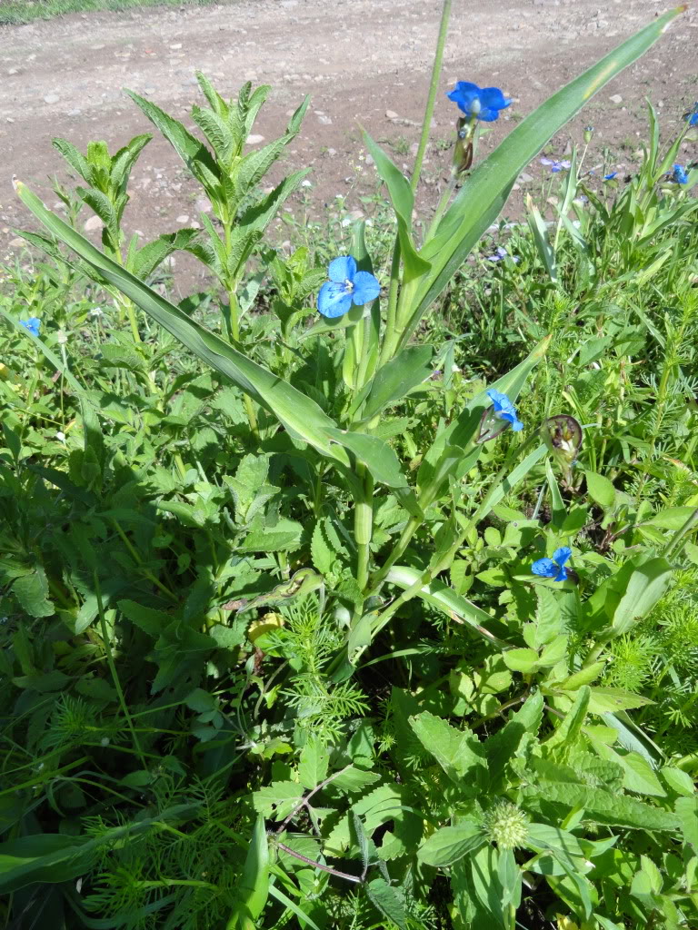 DSC009322.jpg