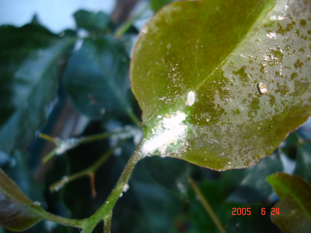 DSC00933.JPG