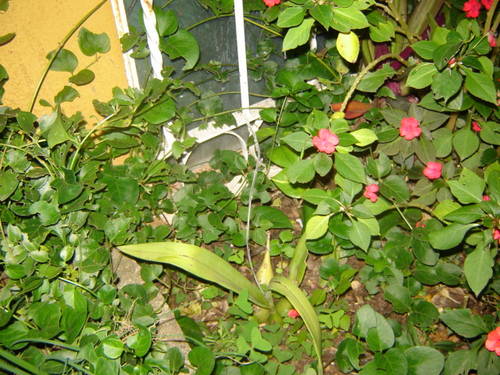 DSC00934.JPG