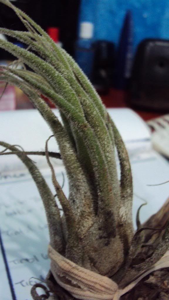 DSC00935.jpg