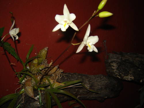 DSC00936.JPG